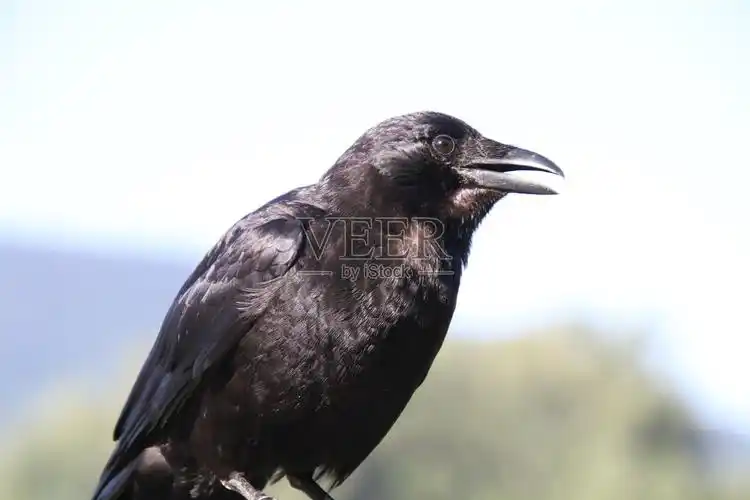 一只乌鸦的特写镜头照片摄影图片