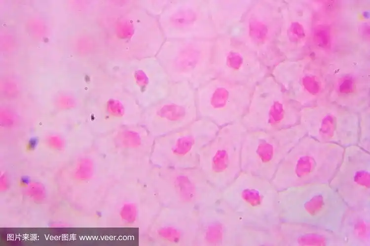 致密结缔组织显微镜图像