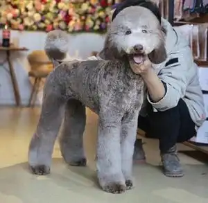 巨型泰迪犬活体纯种大型泰迪狗双血统贵宾犬幼犬超大家庭犬巨贵犬