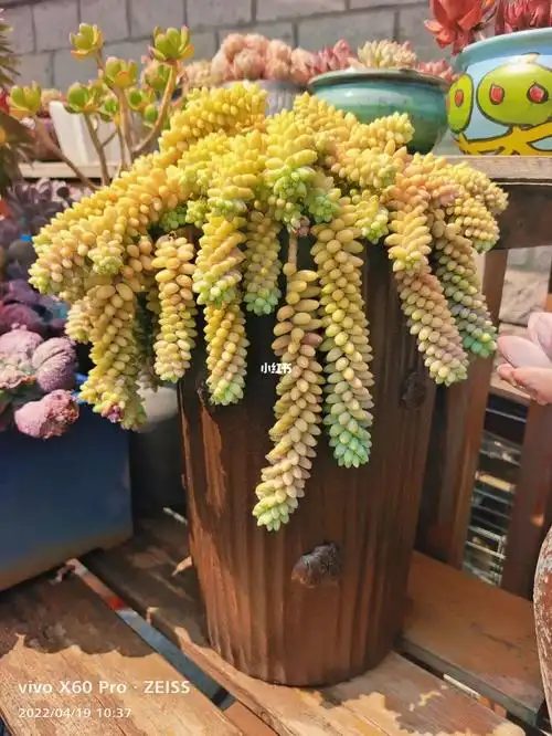 多肉分享彩虹玉缀