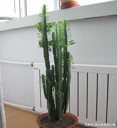 龙骨是大戟科,大戟属多肉植物,株型高大分枝较多,可以长到2至3米高