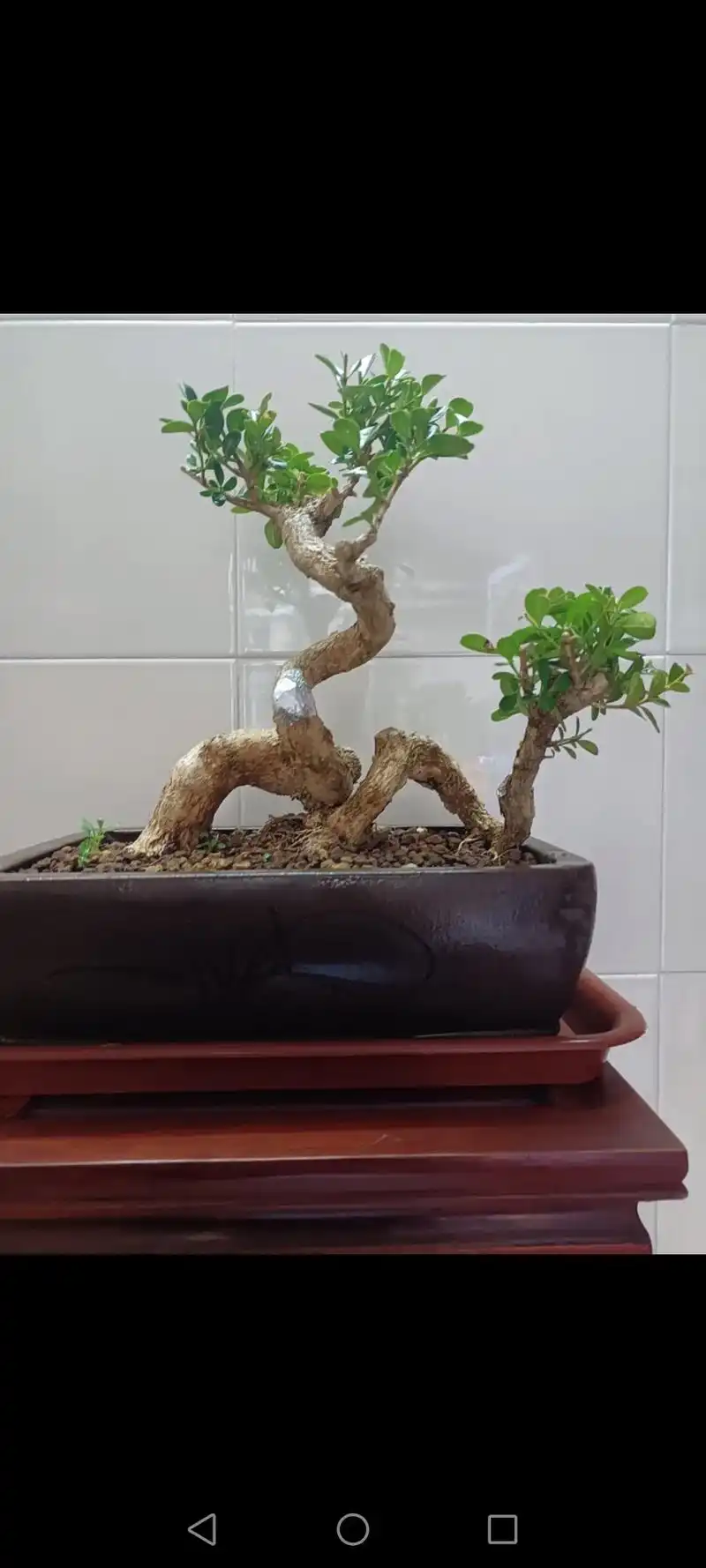 一花一草一世界 分享一棵 白皮瓜子黄杨 一本双杆❤❤❤🍵