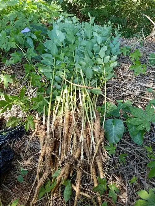 伟博桔梗长白山山地桔梗新鲜现挖现卖桔梗干桔梗种子野生桔梗新鲜桔梗