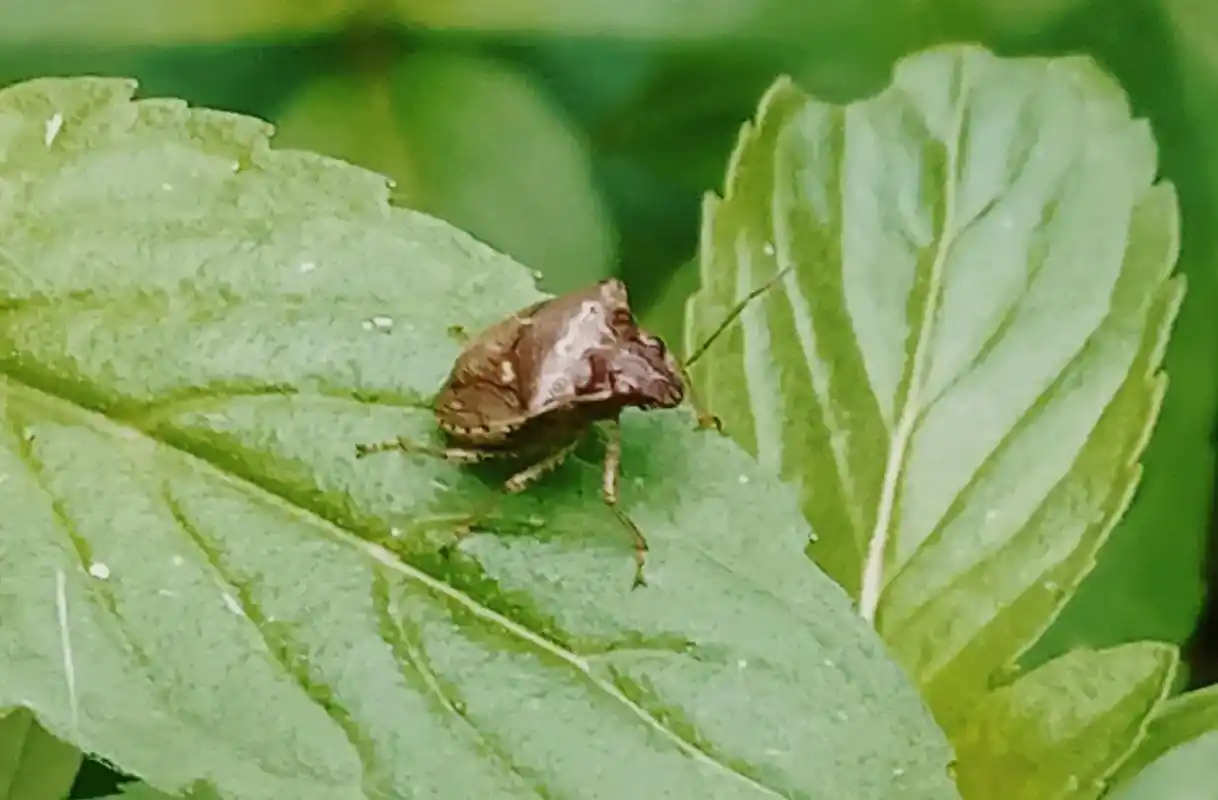 我的摄影作品椿象