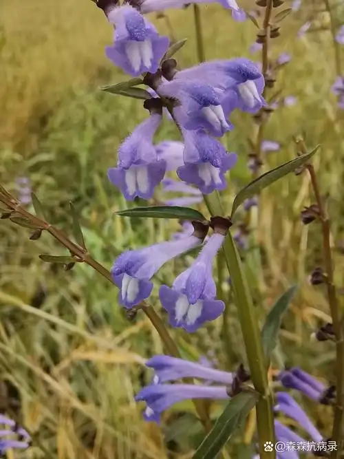 野生半枝莲 半枝莲全草入药,具有清热解毒,活血祛瘀,消肿止痛,抗癌等