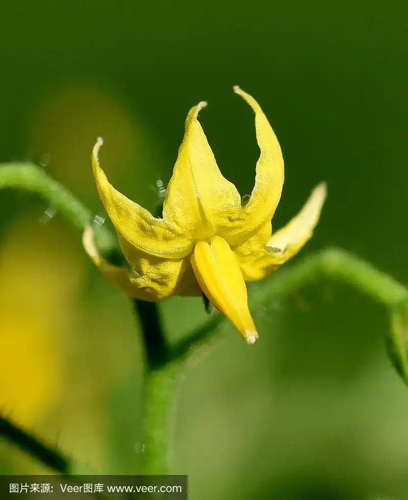 番茄花,番茄花,番茄花