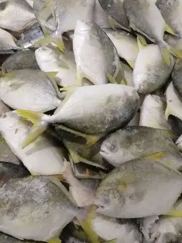 小金鲳鱼9.9元/斤