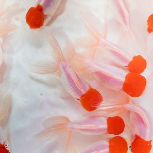 冷水观赏鱼鸿运当头活体好养耐活鱼淡水宠物鱼小中大型易养宠物鱼