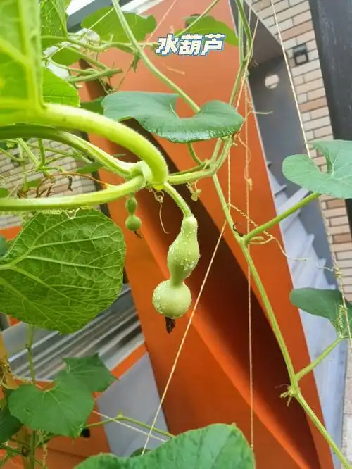 清晨雨后安耐不住我人工授粉的心,第一次种葫芦没经验,以后有条件还是