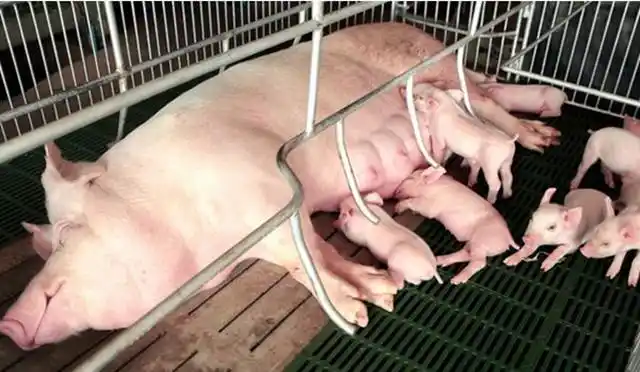 母猪同期分娩可降低成本,具体如何操作