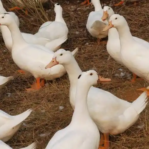 杂交鸭70天一点黑