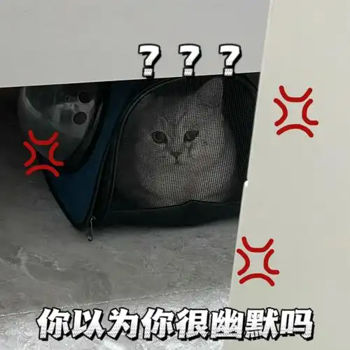被关小黑屋的小猫咪