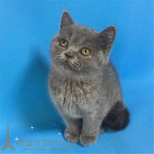 英短蓝猫 宠物猫蓝猫折耳纯种家养蓝猫蓝猫折耳幼猫 宠物猫活体p