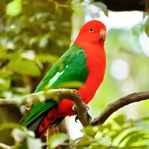 鸟类图鉴澳洲国王鹦鹉