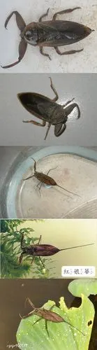 生物昆虫学:水蝎子与田鳖的区别