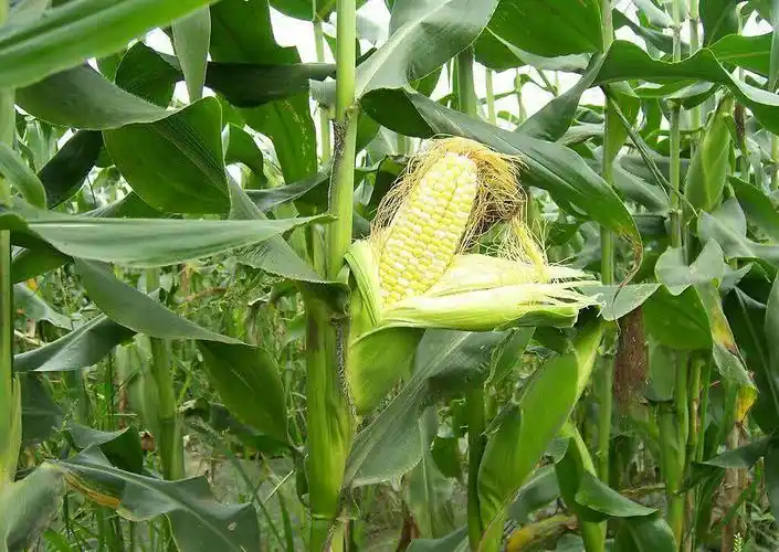 农活儿|谷雨即将到来,该抓紧时间种包谷秧啦