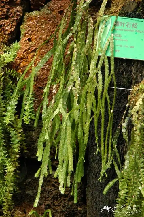 鳞叶石松phlegmariurussieboldii