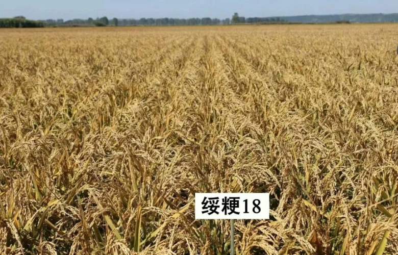 一,黑审审定编号:黑审稻2014021品种来源:2000年以绥粳4号为母本,绥粳