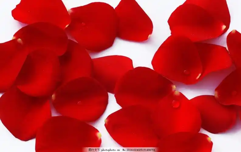 玫瑰花瓣壁纸图片