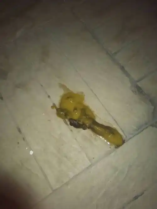 得细小的小狗便便是这样的吗?