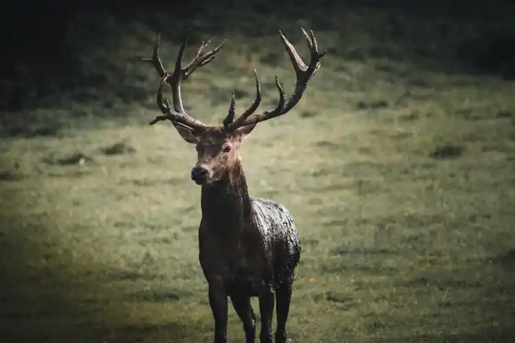 森林里的麋鹿图片鹿野生动物森林麋鹿