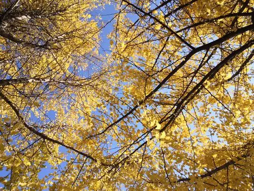 银杏叶当是秋天最具有代表性的作品之一