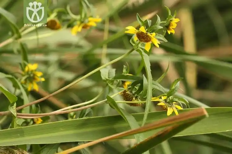 100% bidens cernua柳叶鬼针草2009-09-13xx-bj (3).