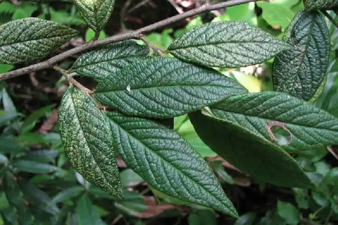 p>皱叶柳叶栒子(学名:cotoneaster salicifolius franch. var.