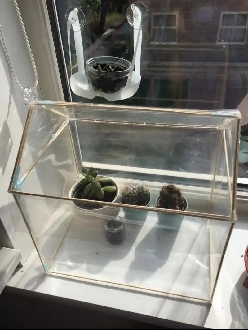 家里的小朋友自立更生动手做的小温室 成本不到051