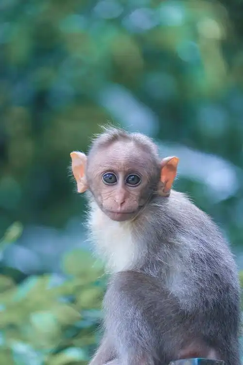 焦点摄影的猴子focus photography of gray monkey