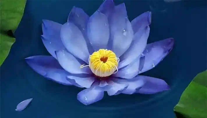 斯里兰卡国花蓝睡莲