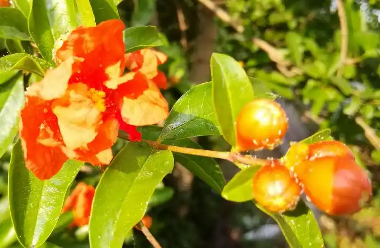 经过精心选育,创造了不少的优良品种,并且形成了果石榴;观花观赏石榴