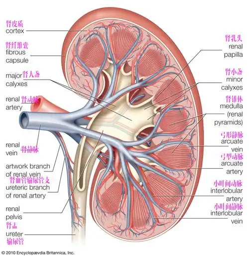 肾脏_输尿管