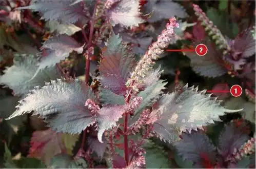 教你一招识别紫苏