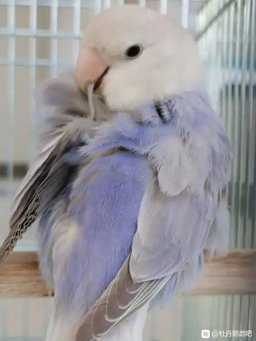 主题宠物xq有人喜欢鹦鹉吗鱼鱼最近对鹦鹉很感兴趣收了不少图开个美貌