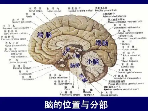 头部断层解剖学-人体断层解剖学-课件-02