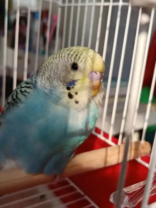 这是什么品种的虎皮鹦鹉呢