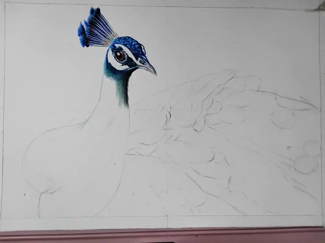 彩铅画～孔雀#彩铅手绘  - 抖音