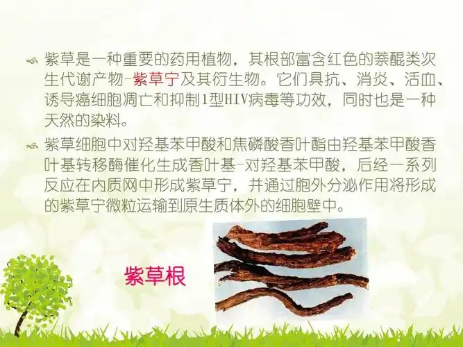 中药紫草的作用与功效清热凉血活血解毒湿疹水火烫伤