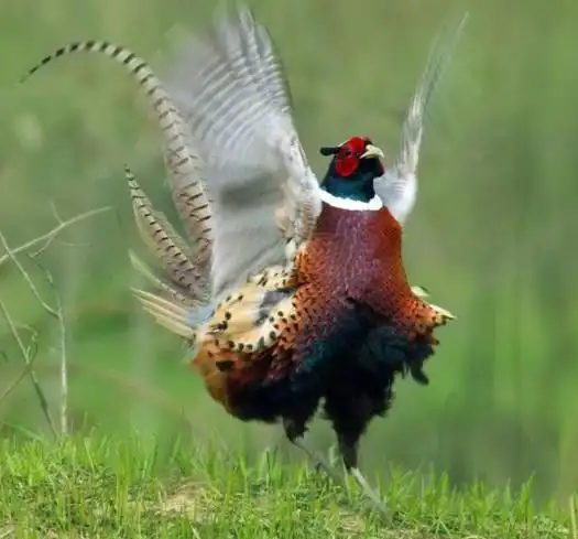 您的满意我们永恒的追求,山西七彩山鸡销售