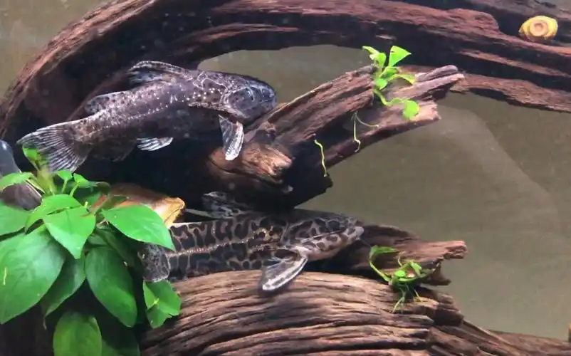 喜欢爬树的黄金石虎黑豆石虎