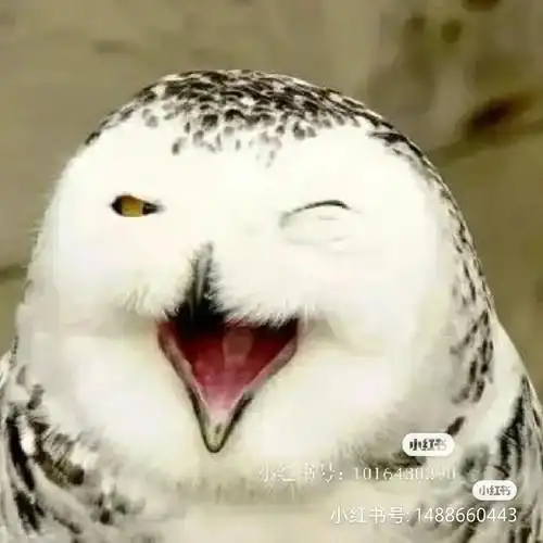 哈利波特和海德薇的#←_←奇葩表情包@救世主的心上人@我家有一条金牛