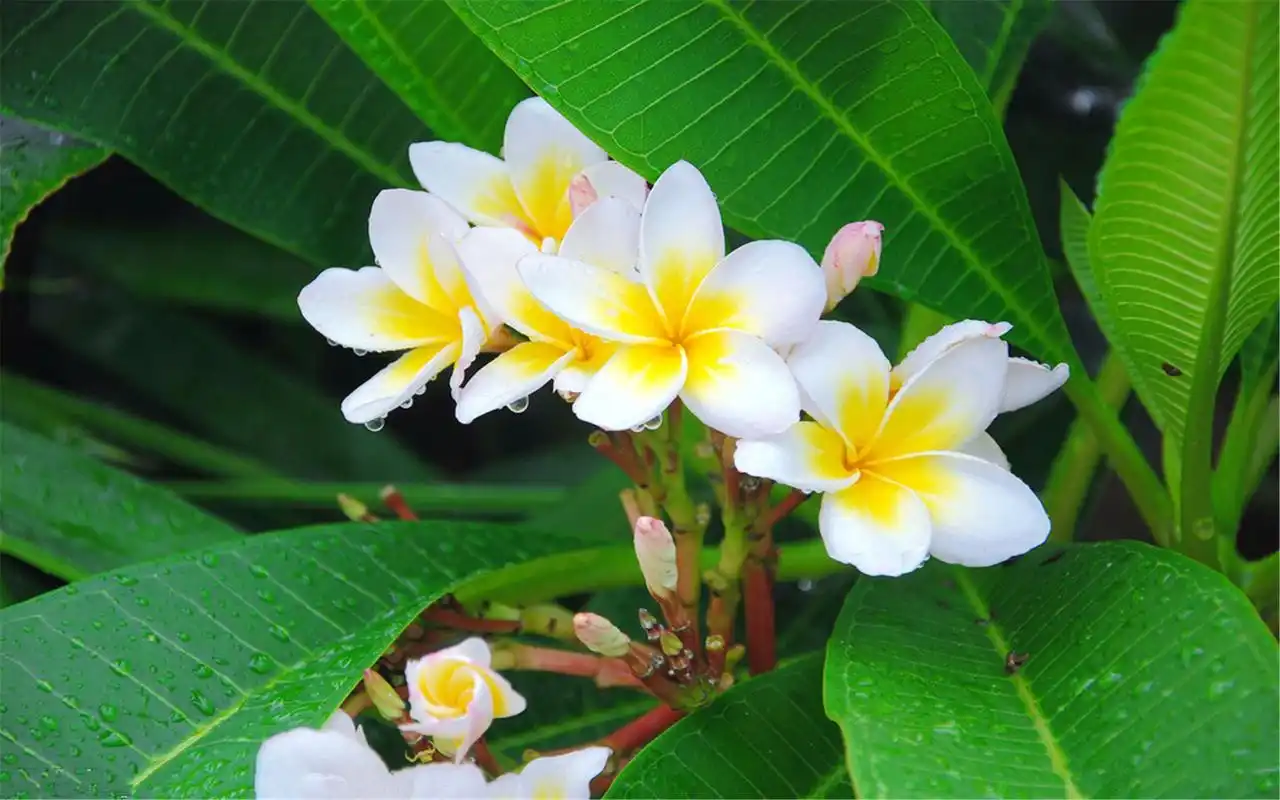 好看的鸡蛋花植物高清桌面壁纸