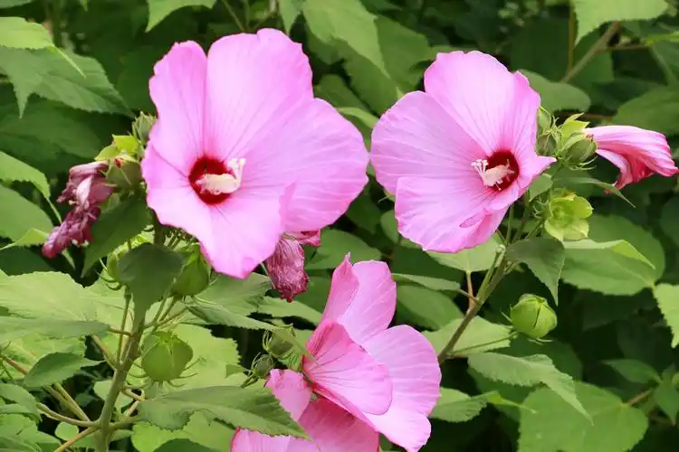 其它 再赏芙蓉葵 写美篇          阅读 20