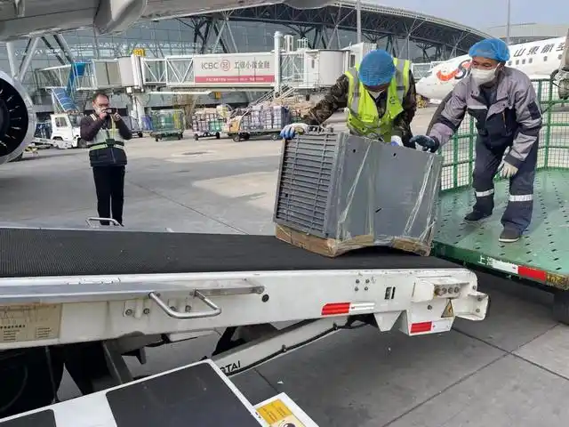 济南野生动物世界"山东大嫚"换来"川妹子"