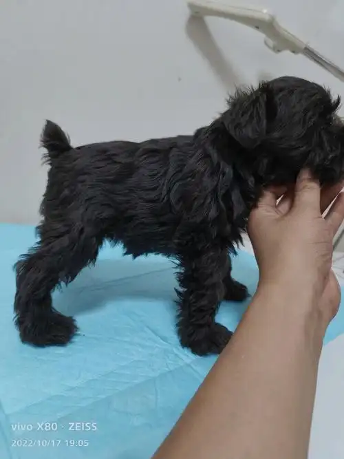 纯黑色雪纳瑞40天