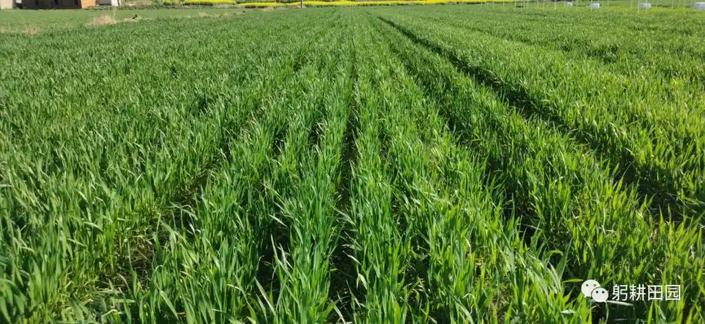 小麦拔节期苗情综合研判与田管建议