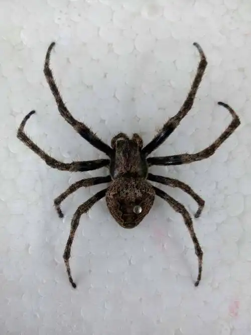 请问蜘蛛类型和品种.谢谢