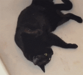 黑猫不知从哪沾了亮粉,浑身闪闪,主人再也不怕找不到它了.