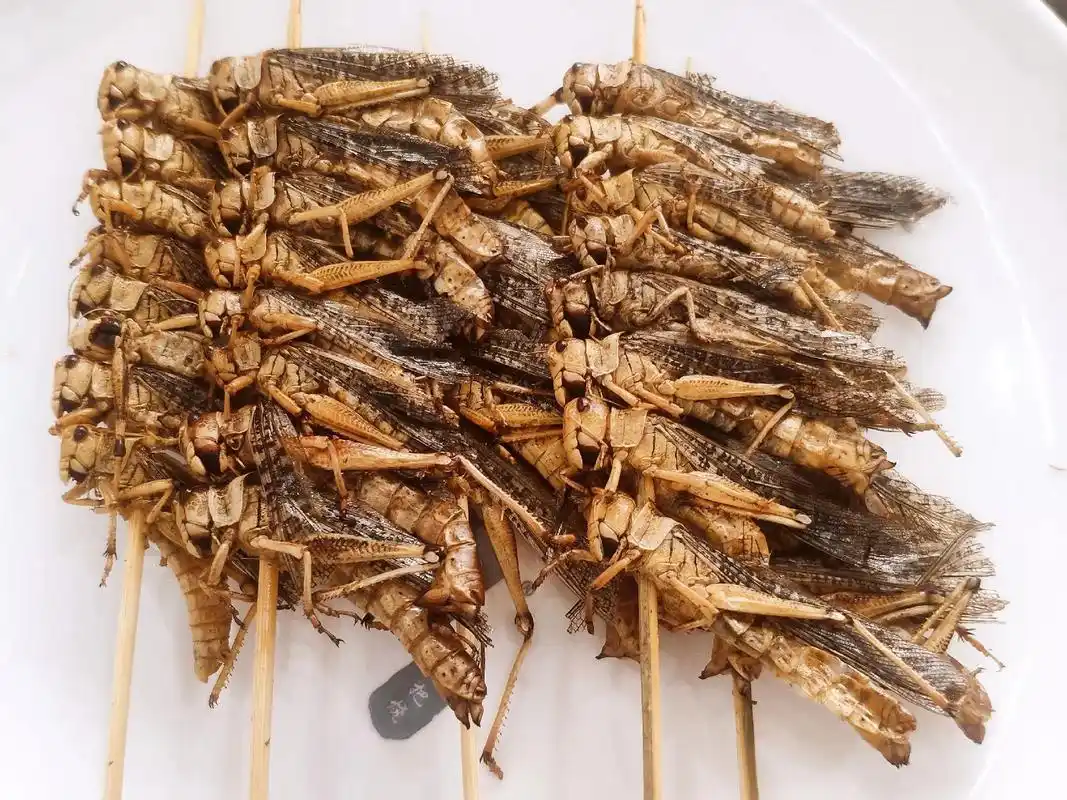 新品来袭9595 烤 蚂蚱 05 烤 海螺肉  - 抖音